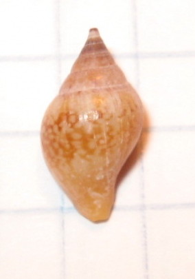 Columbella rustica juv.